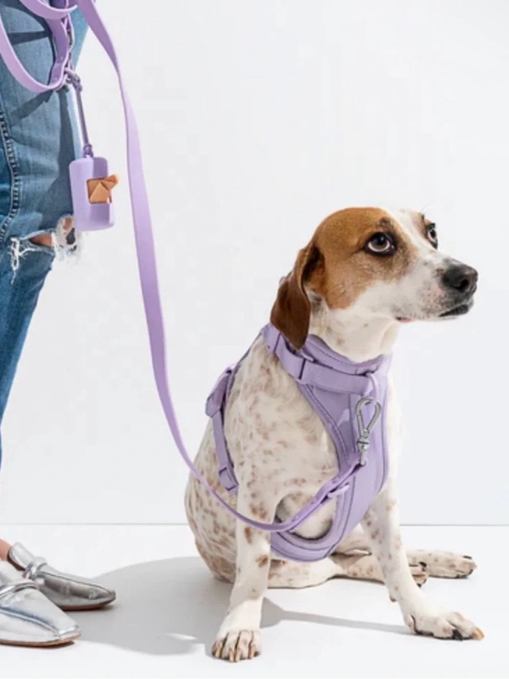 Wild One Dog Harness - Medium - Lilac